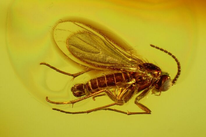 Fossil Fungus Gnat (Sciaridae) & Wasp (Hymenoptera) In Baltic Amber #170100